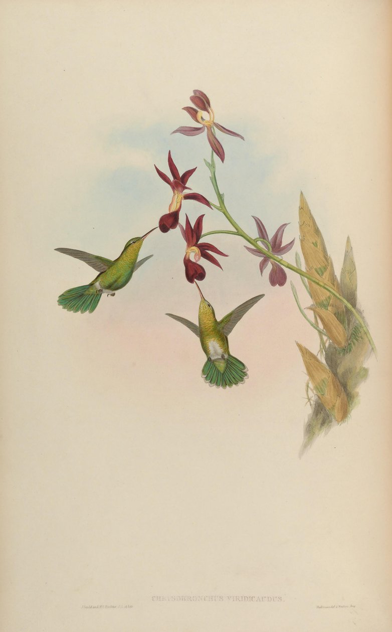 Chrysobronchus viridicauda = Amazilia viridicauda af John Gould