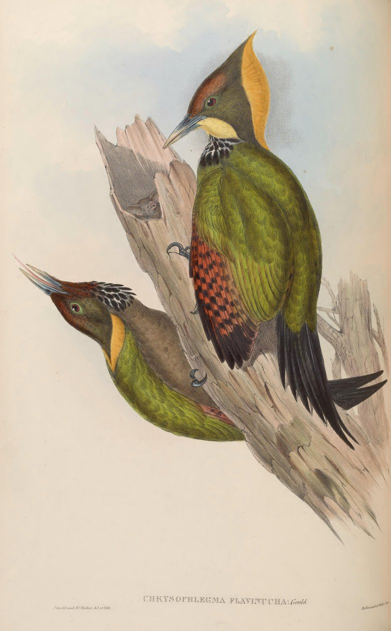 Chrysophlegma flavinucha = Picus flavinucha af John Gould
