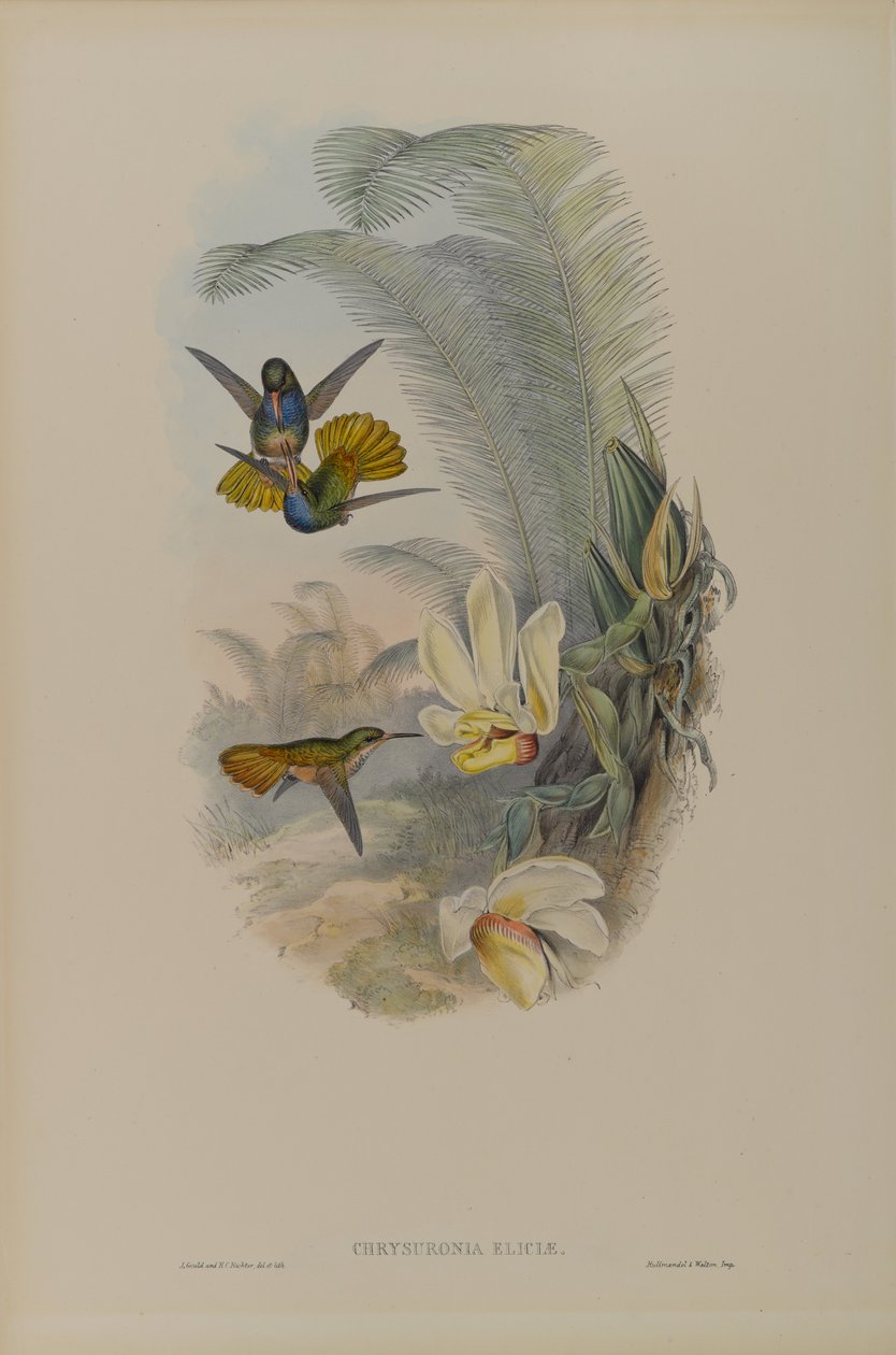 Chrysuronia Elicia: Elicias Golden Tail af John Gould