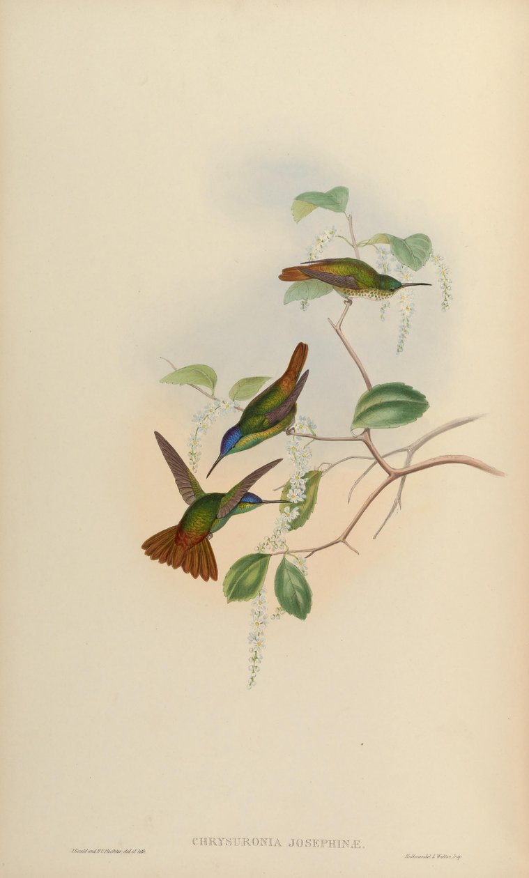 Chrysuronia josephinae = Chrysuronia oenone josephinae af John Gould