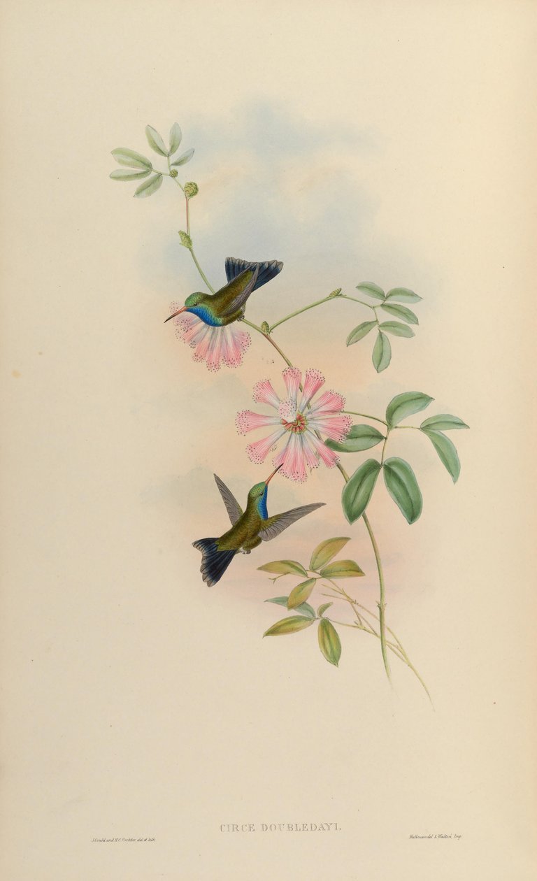 Circe doubledayi = Cynanthus latirostris doubledayi af John Gould