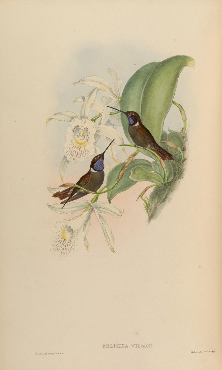 Coeligena wilsoni af John Gould