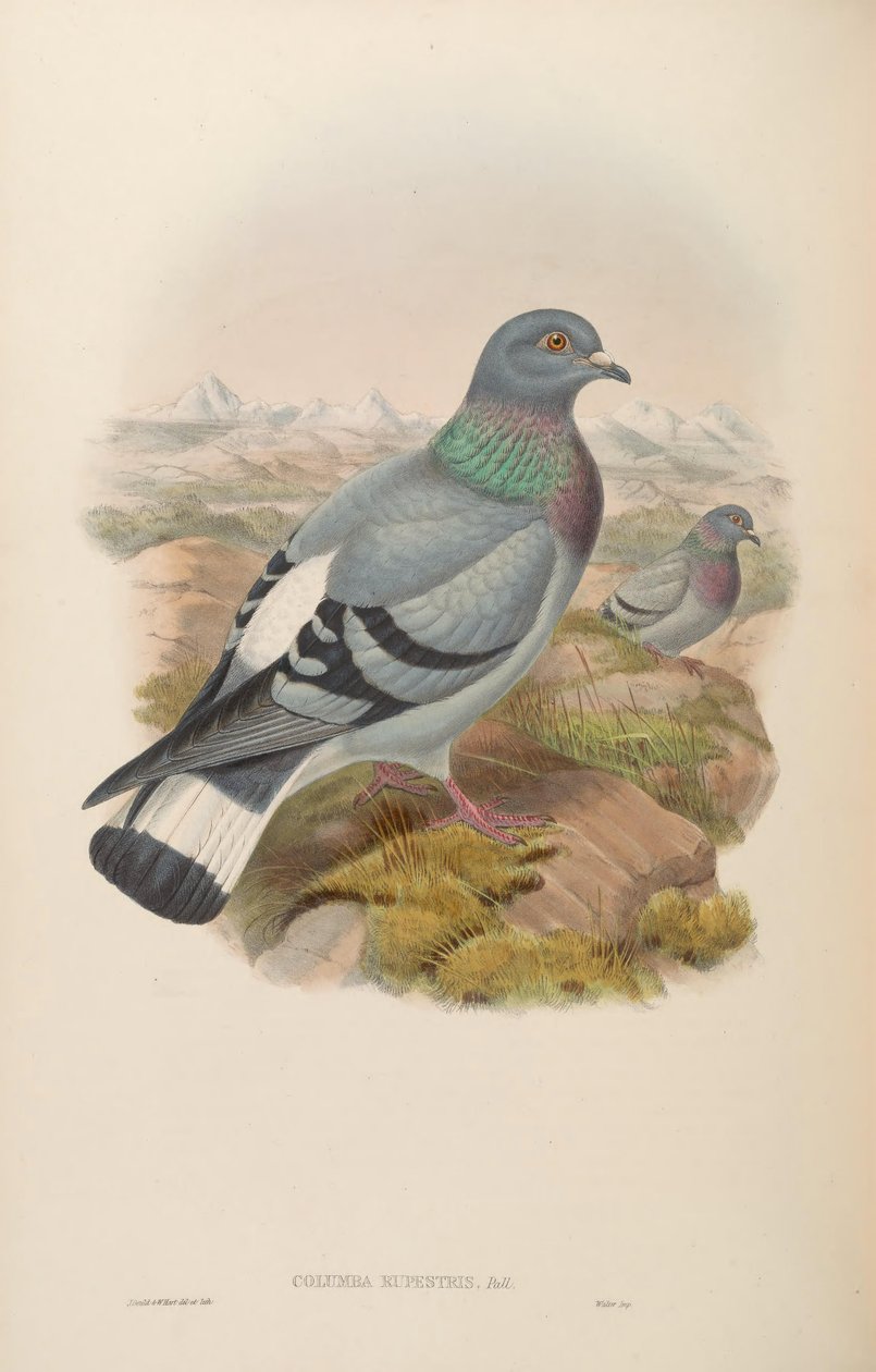 Columba rupestris af John Gould