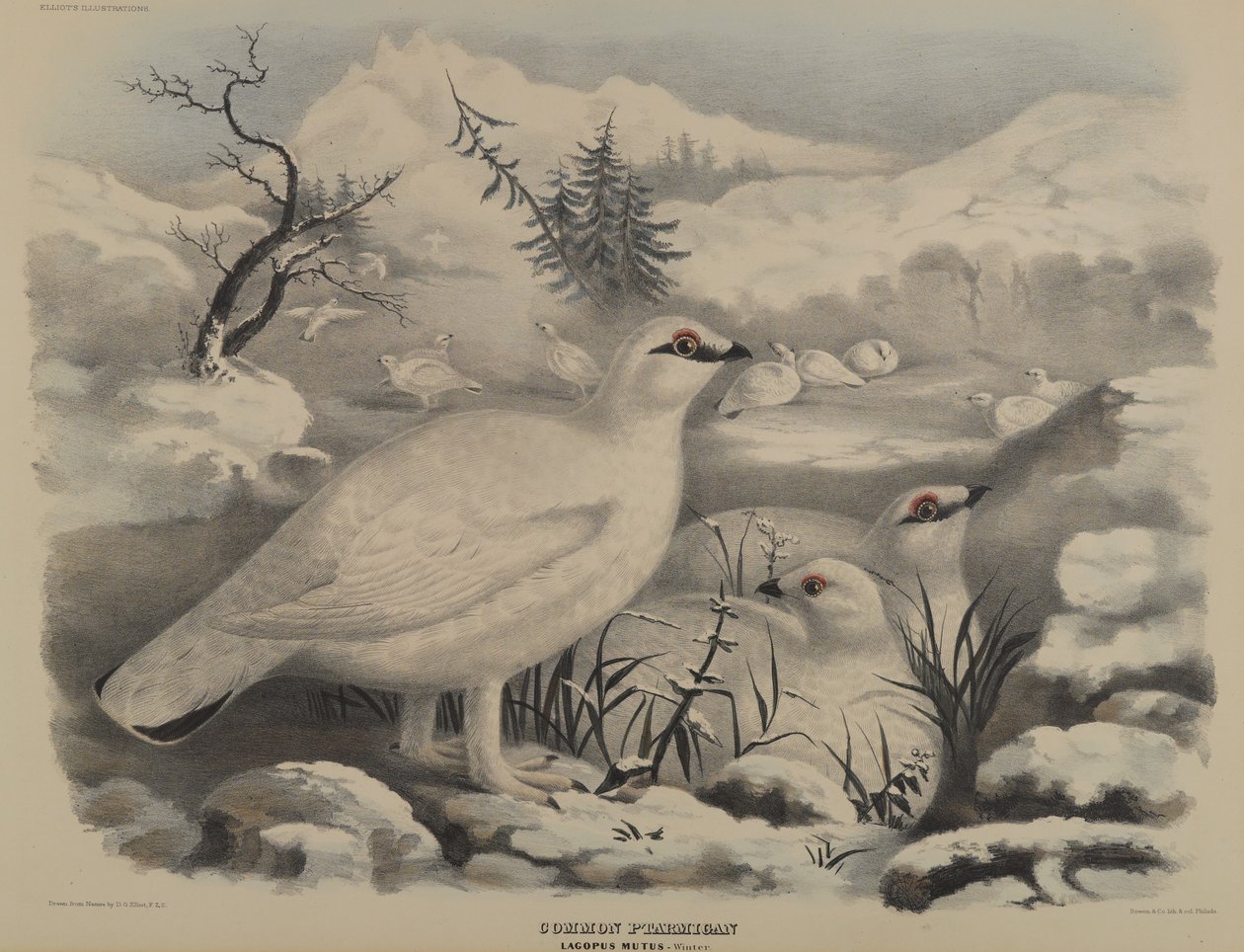 Almindelig rype af John Gould