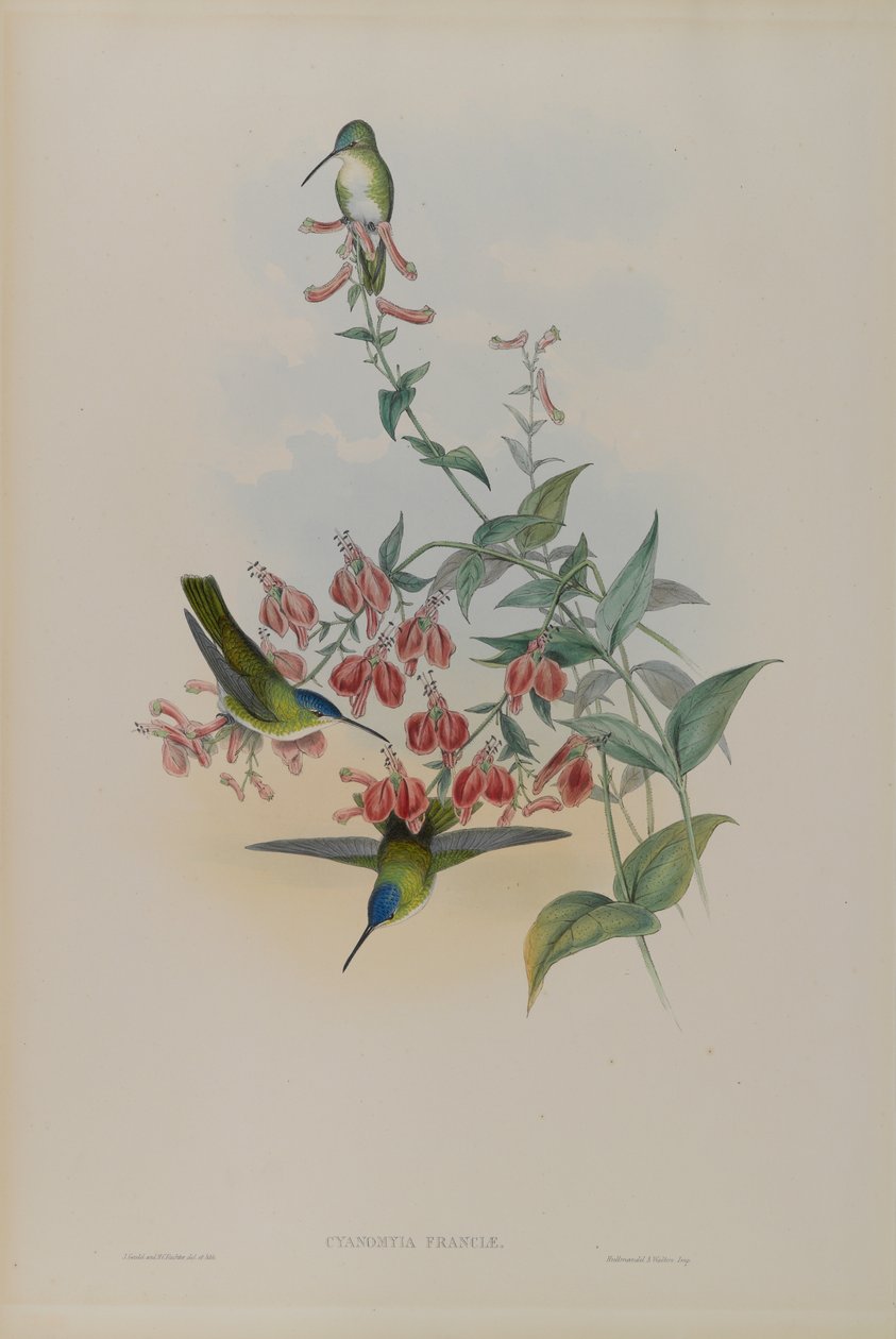 Cyanomyia Franciae: Francias Azure-Crown af John Gould