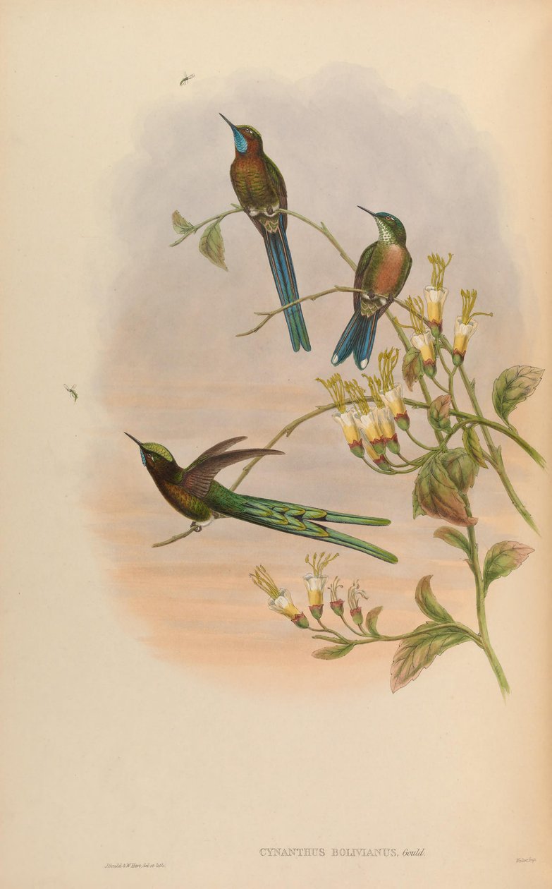 Cynanthus bolivianus = Aglaiocercus kingi smaragd af John Gould