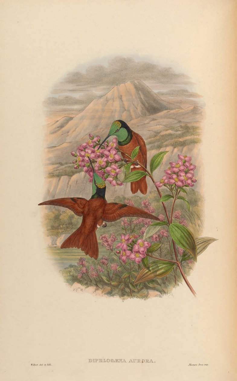 Diphlogaena aurora = Coeligena iris aurora af John Gould