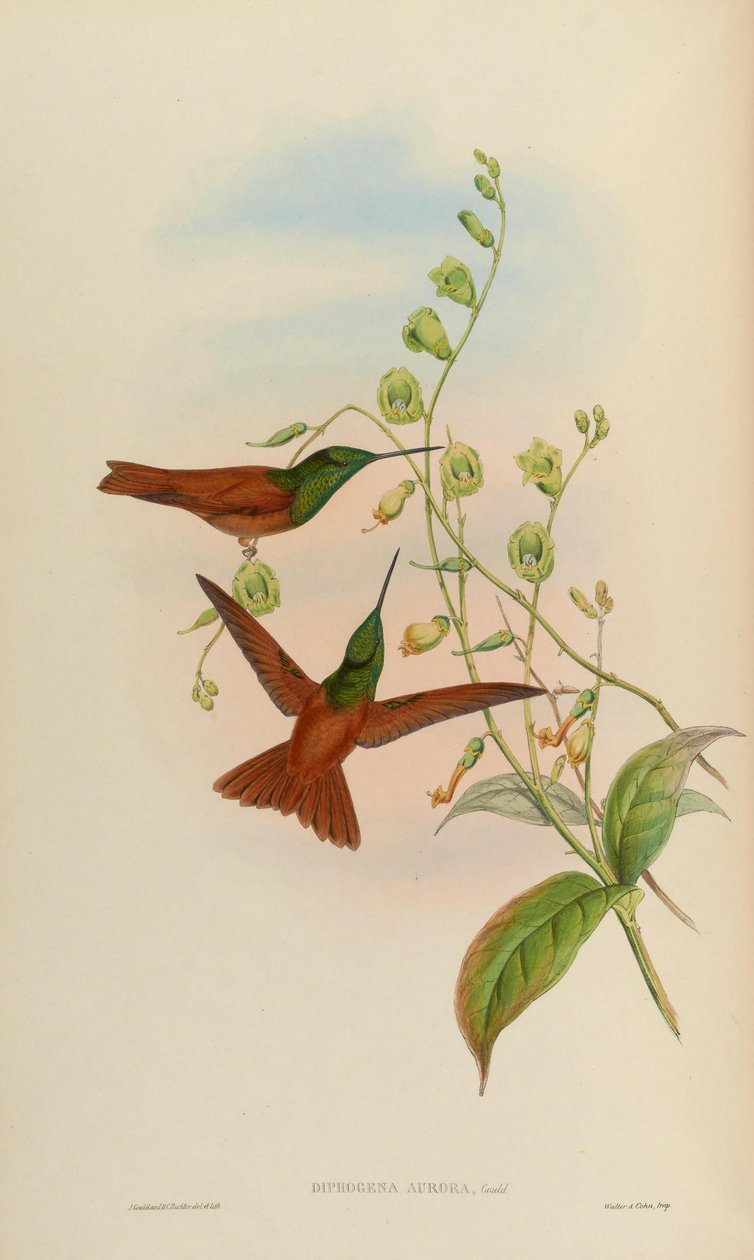 Diphogena aurora = Coeligena iris aurora af John Gould