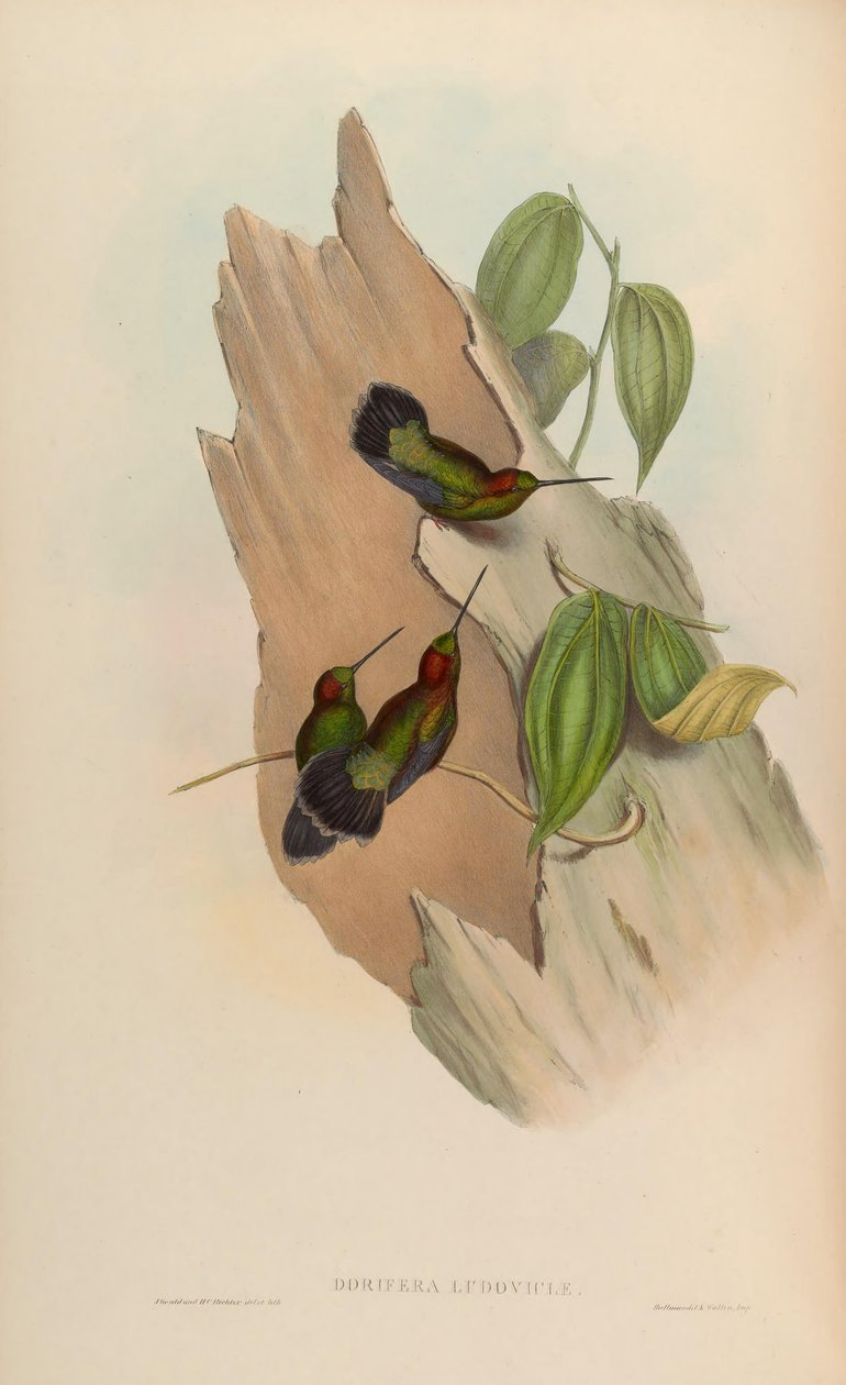 Doryfera ludoviciae af John Gould