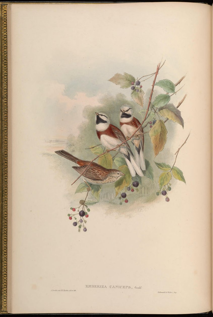 Emberiza caniceps = Emberiza stewarti af John Gould