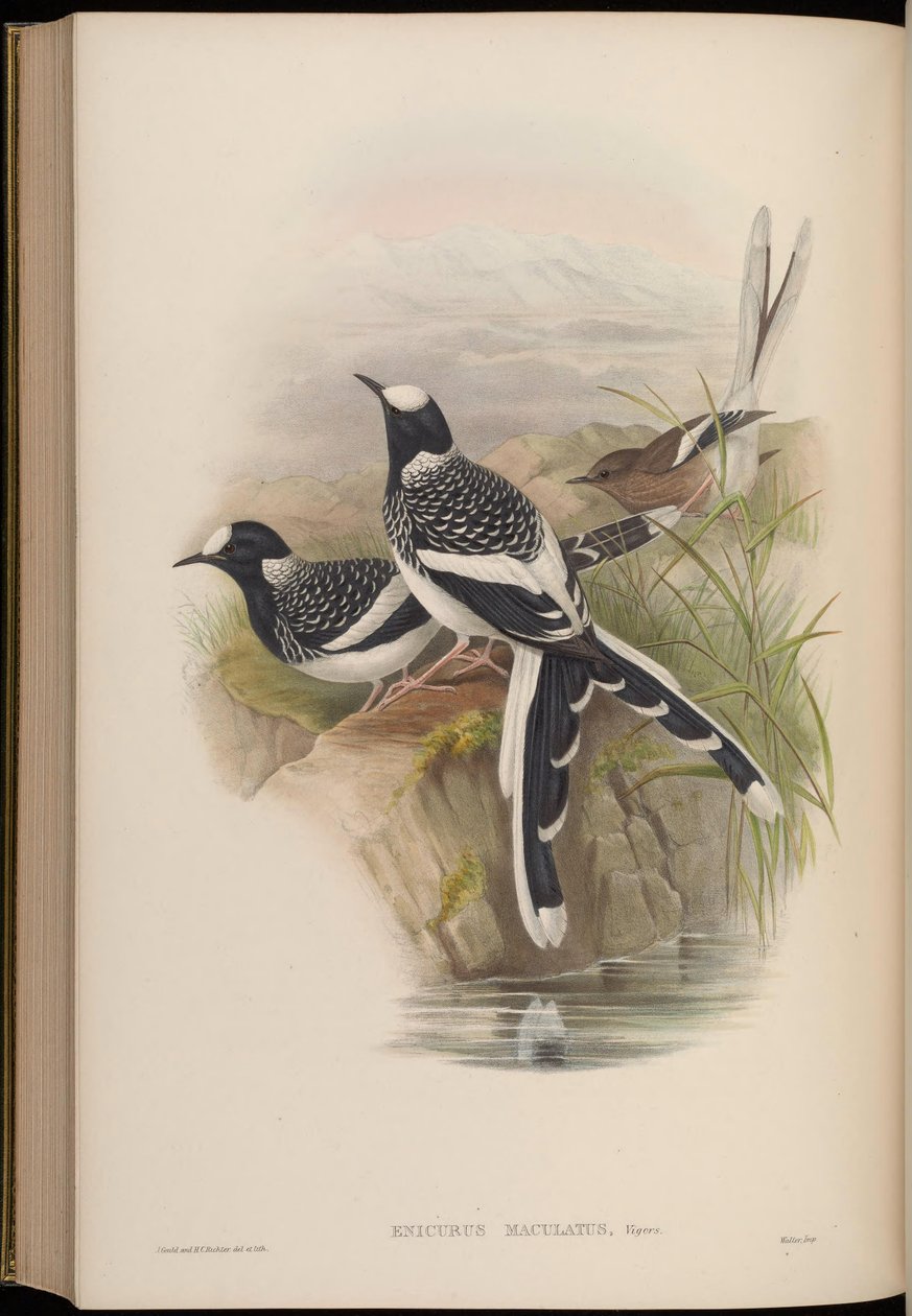 Enicurus maculatus af John Gould