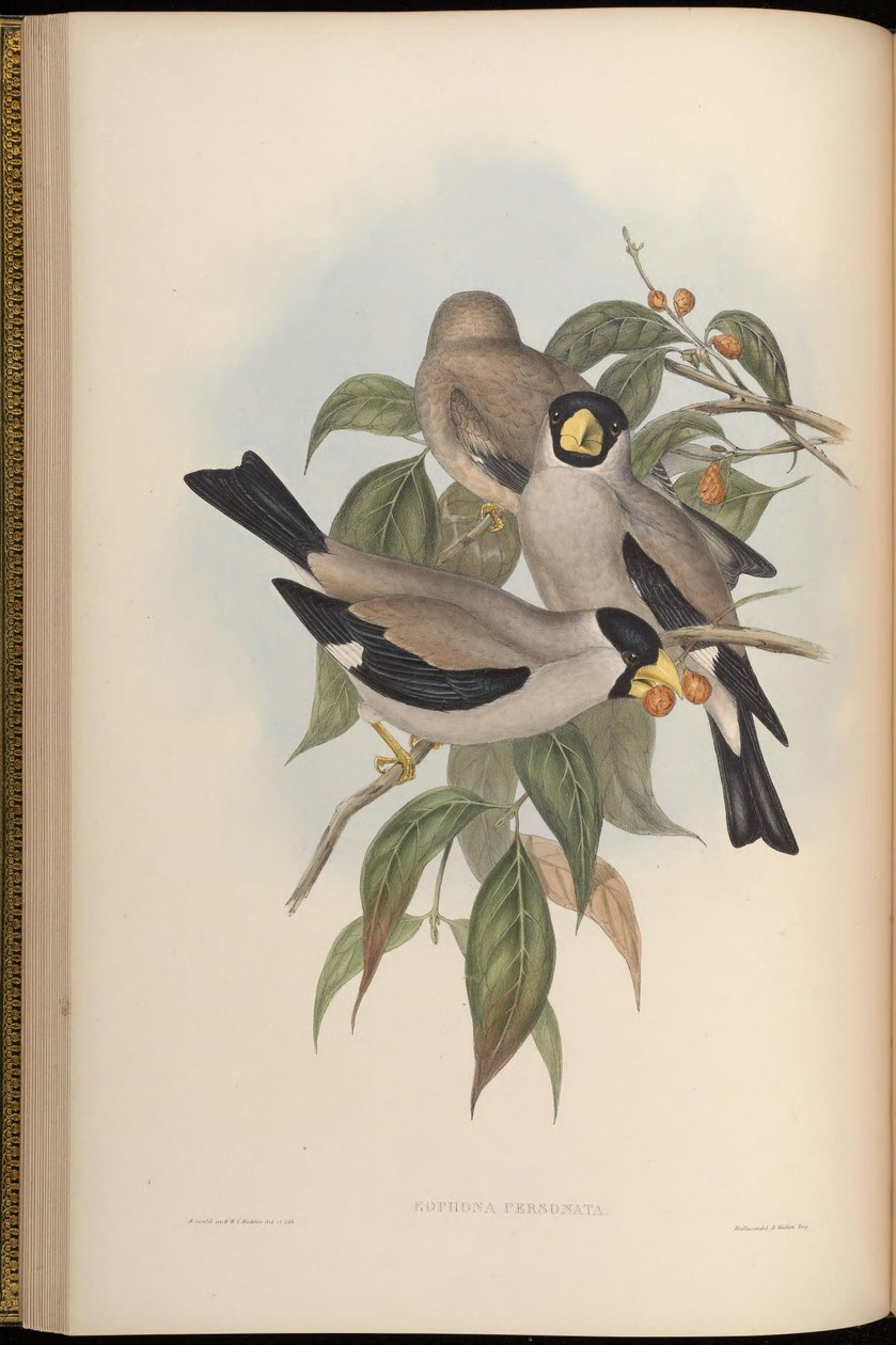 Eophona personata af John Gould