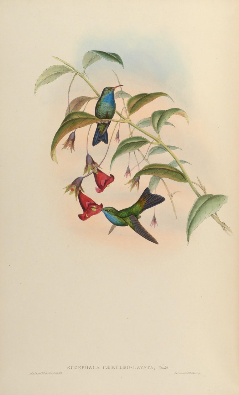 Eucephala caeruleolavata =? - kendes kun fra typeprøven fra det sydøstlige Brasilien; behandlet som en gyldig art af Cory (1918) og Pinto (1937); Peters (1945) behandlet som en hybrid af ubestemt afstamning af John Gould