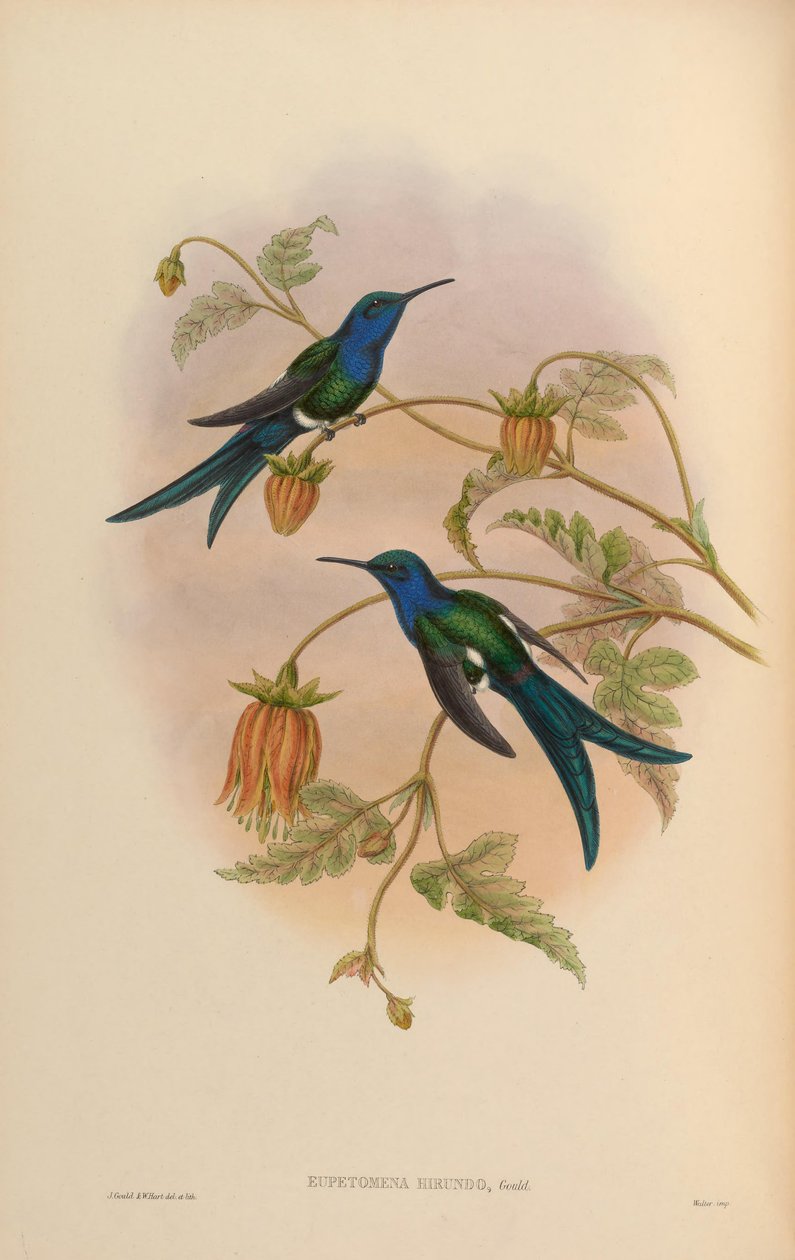Eupetomena hirundo = Eupetomena macroura hirundo af John Gould