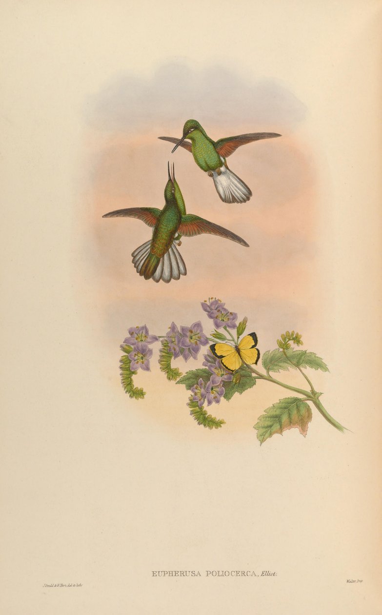 Eupherusa poliocerca af John Gould