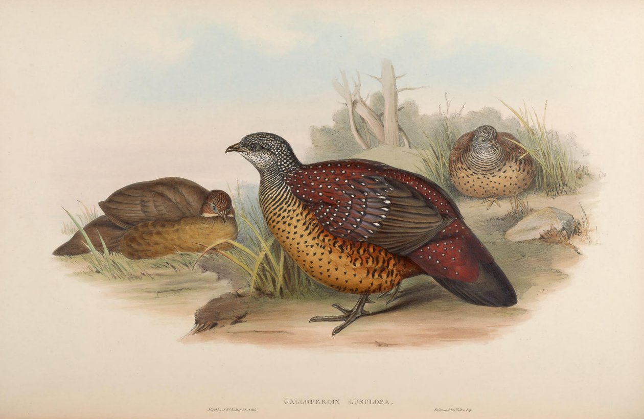 Galloperdix lunulata af John Gould