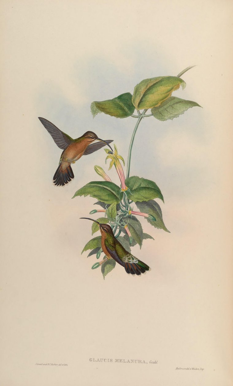 Glaucis melanura = Glaucis hirsutus hirsutus af John Gould