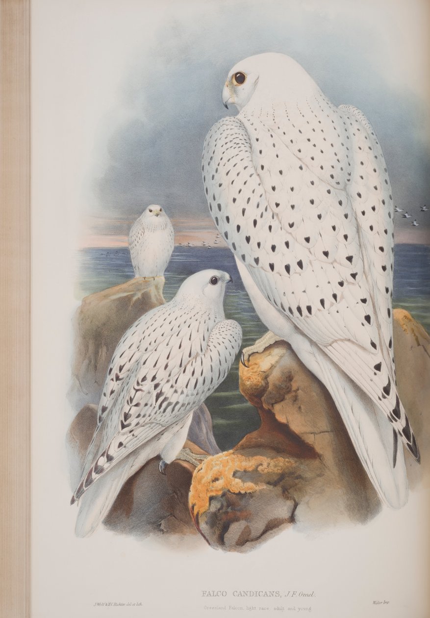 Grønlandsfalk, plade fra The Birds of Great Britain af John Gould, udgivet 1862-73 (håndkoloreret litografi) af John Gould