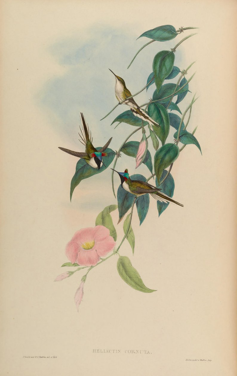 Heliactin cornuta = Heliactin bilophus af John Gould