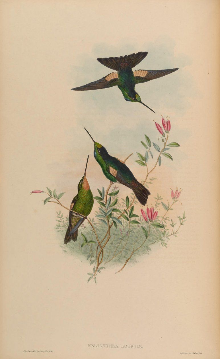 Helianthea lutetiae = Coelena lutetiae af John Gould