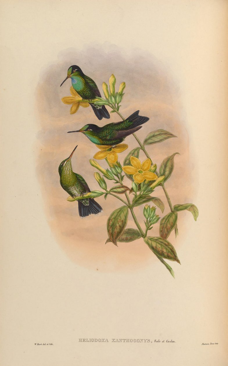 Heliodoxa xanthogonys af John Gould