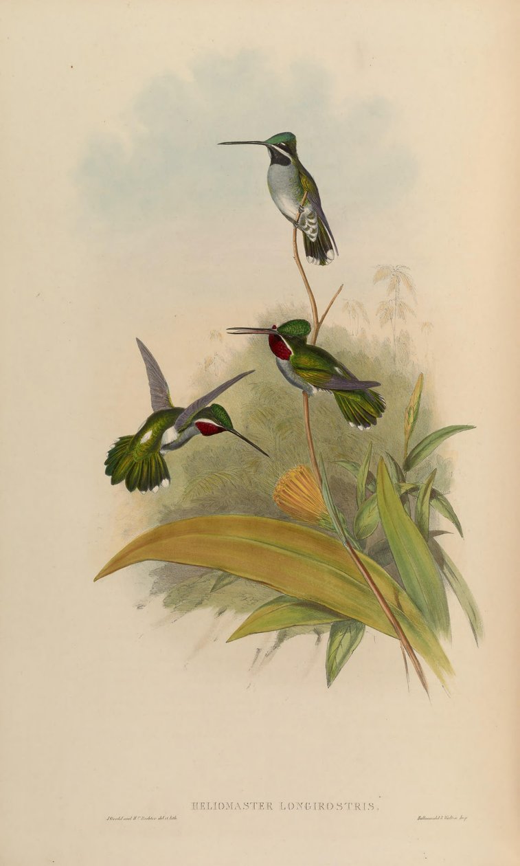 Heliomaster longirostris af John Gould