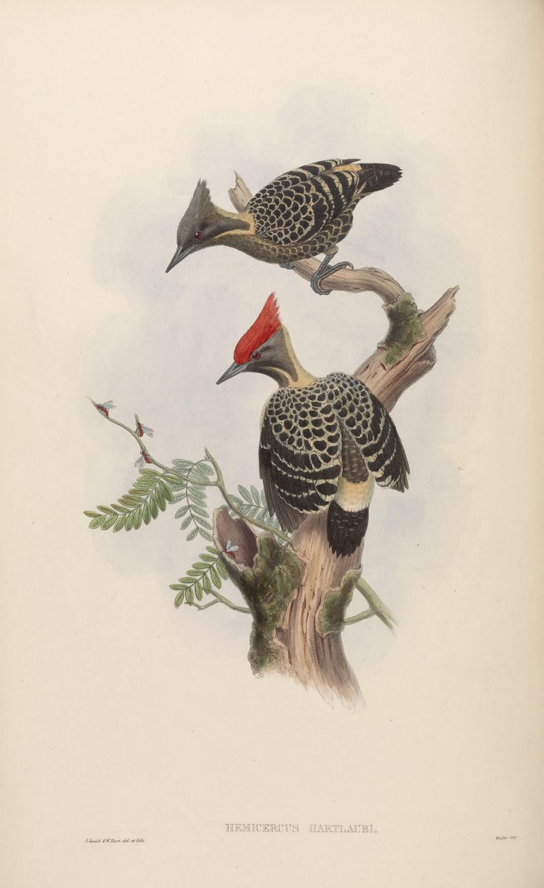 Hemicercus hartlaubi = Hemicircus snavset beton [2] af John Gould