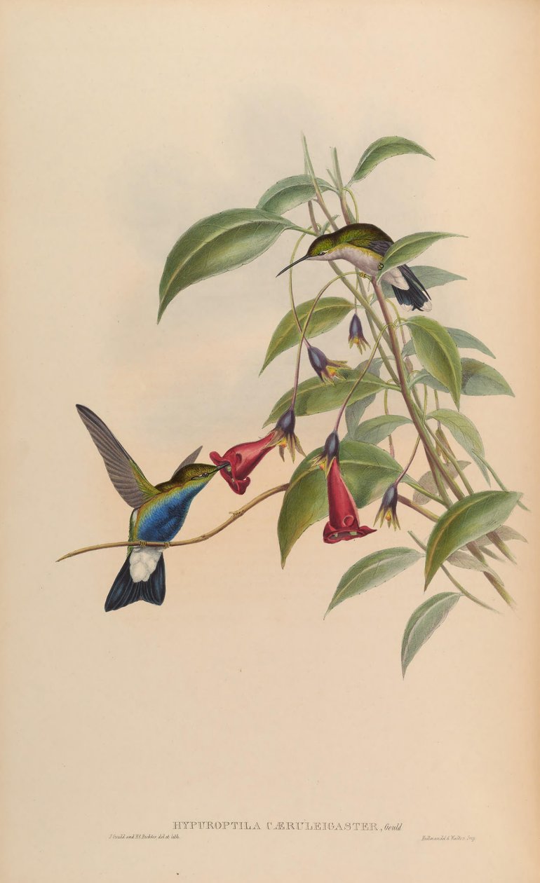 Hypuroptila caeruleigaster = Chalybura buffonii caeruleogaster af John Gould