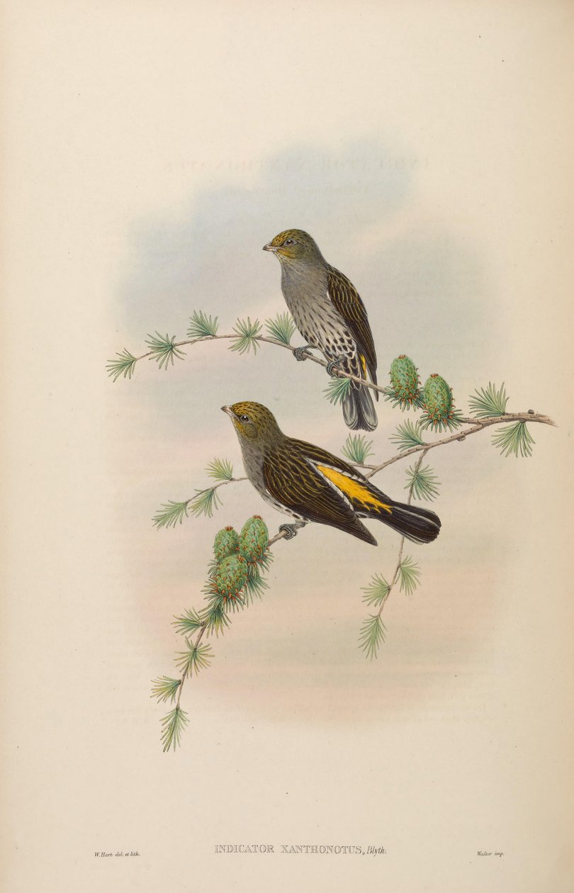 Indikator xanthonotus af John Gould