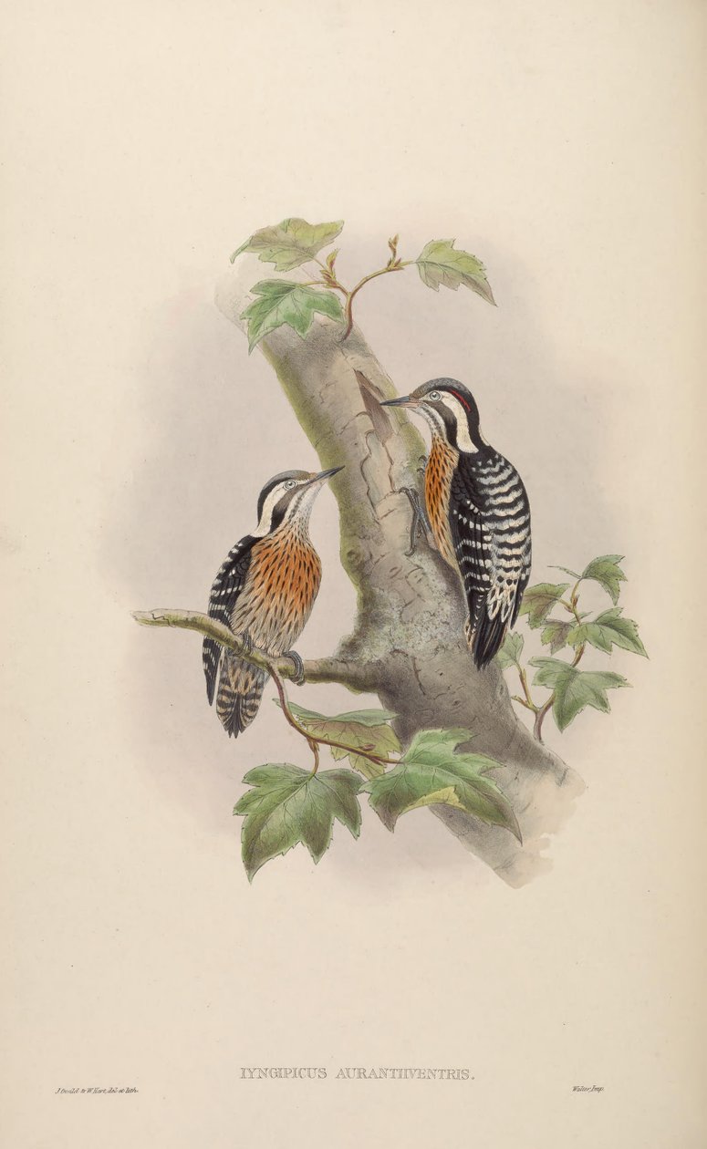 Iyngipicus aurantiiventris = Dendrocopos canicapillus aurantiiventris [2] af John Gould