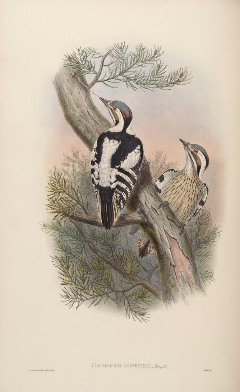 Iyngipicus scintilliceps = Dendrocopos canicapillus scintilliceps [2] af John Gould