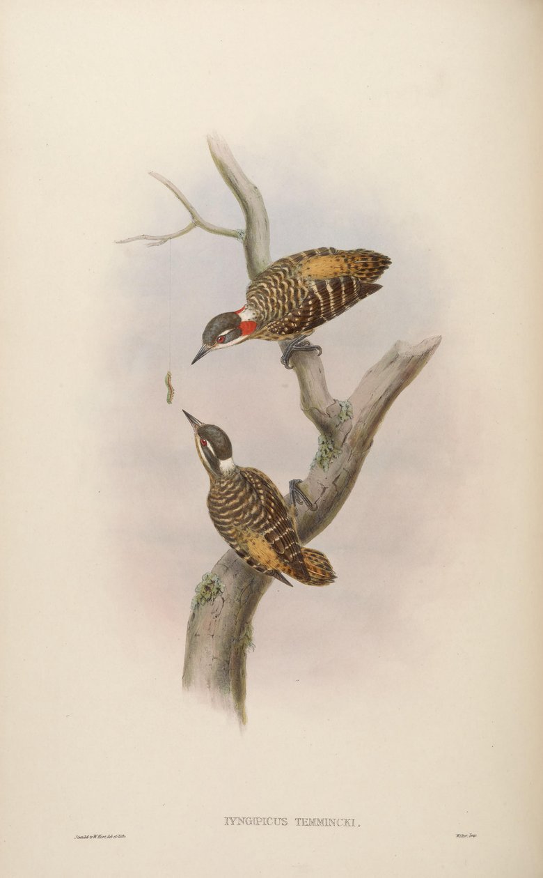 Iyngipicus temmincki = Dendrocopos temminckii [2] af John Gould
