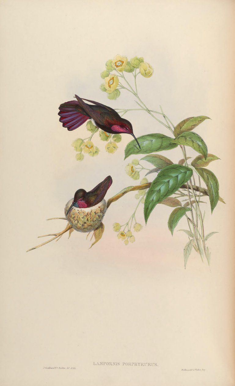 Lampornis porphyrurus = Anthracothorax mango af John Gould