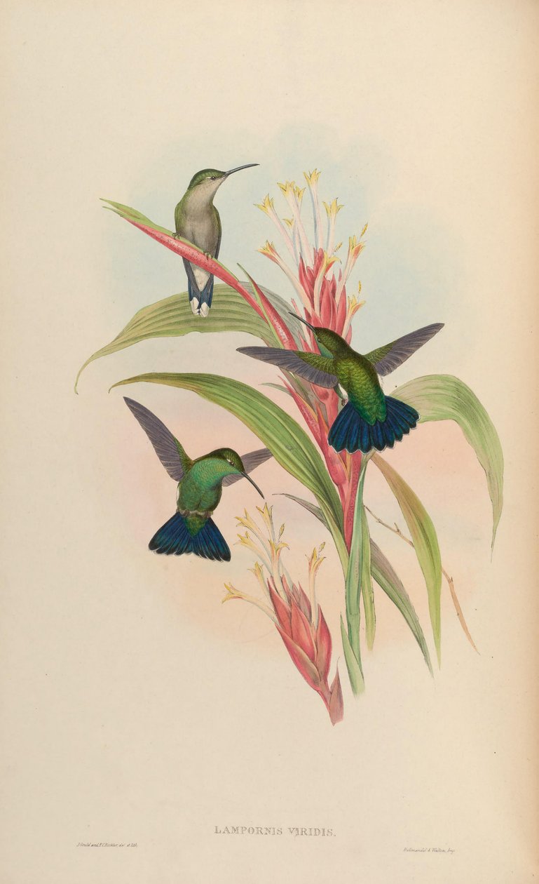 Lampornis viridis = Anthracothorax viridis af John Gould