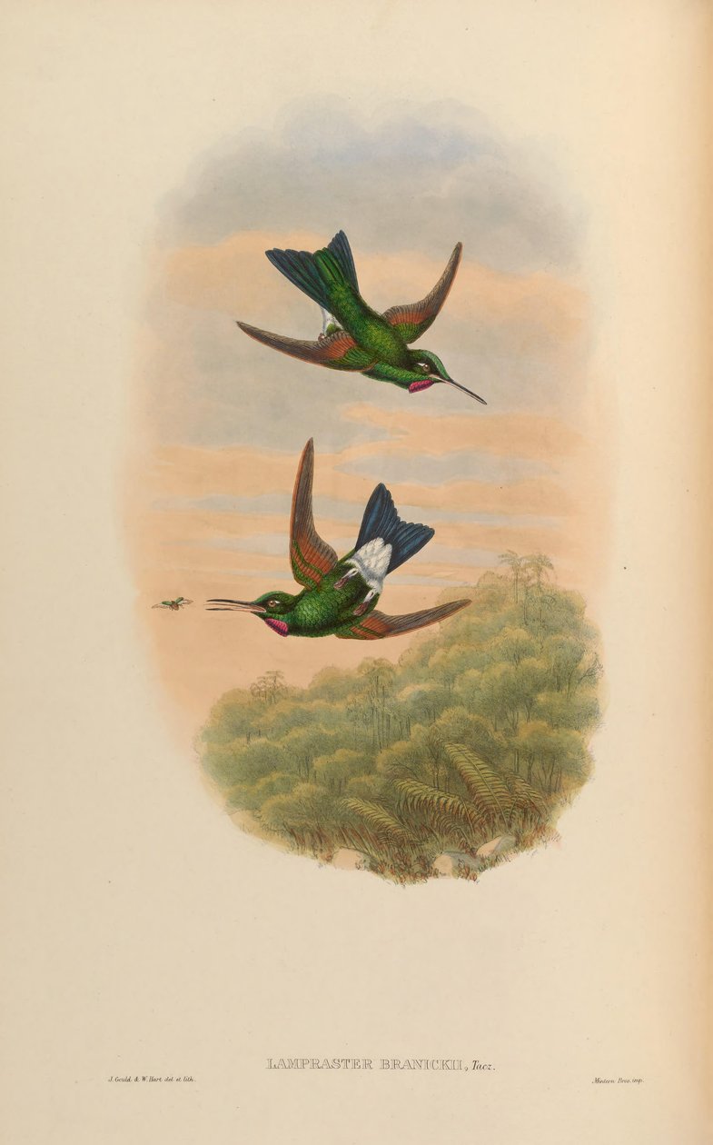 Lampraster branickii = Heliodoxa branickii af John Gould