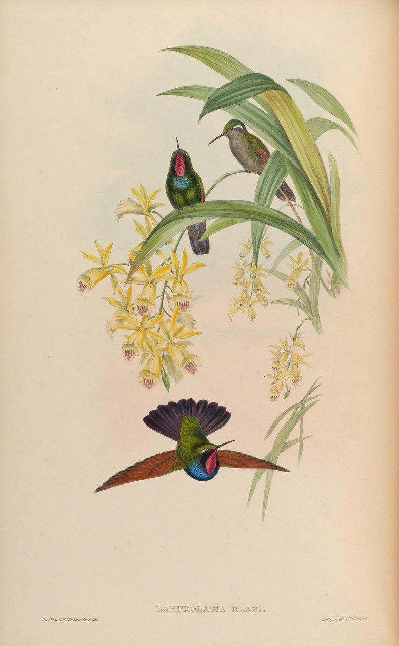 Strålende udskæring af John Gould