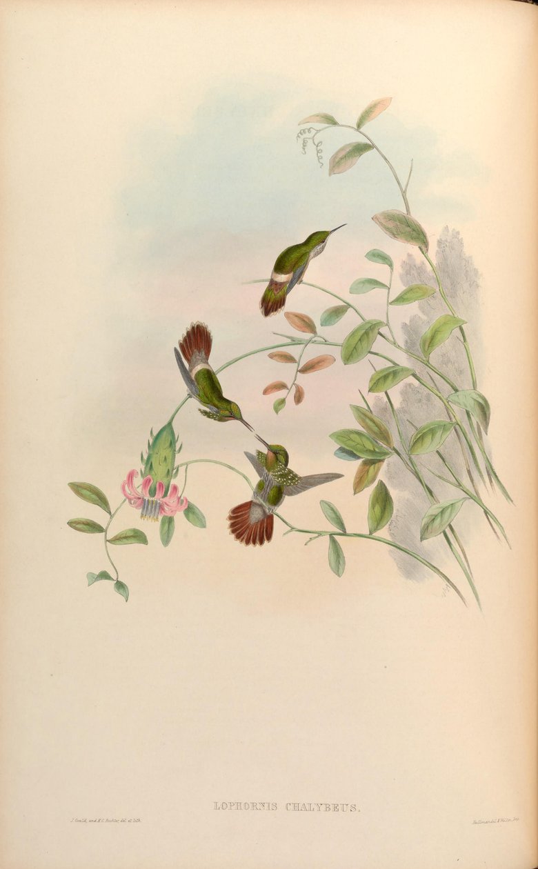 Lophornis chalybaeus af John Gould