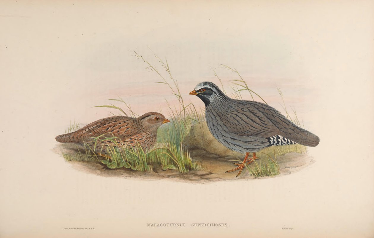 Malacoturnix superciliosus = Ophrysia superciliosa af John Gould