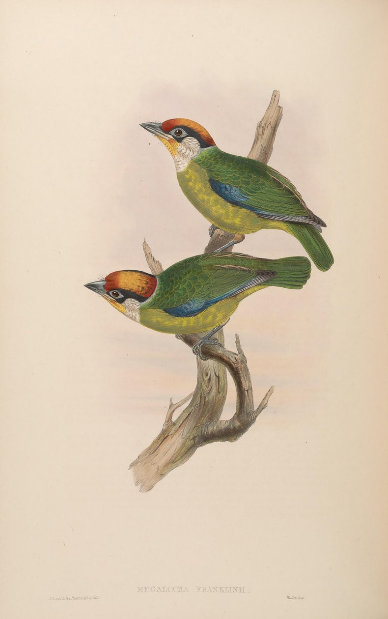 Franklin Megalaima = Franklin Megalaima af John Gould