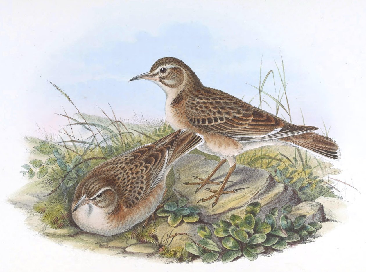 Melanocorypha maxima af John Gould