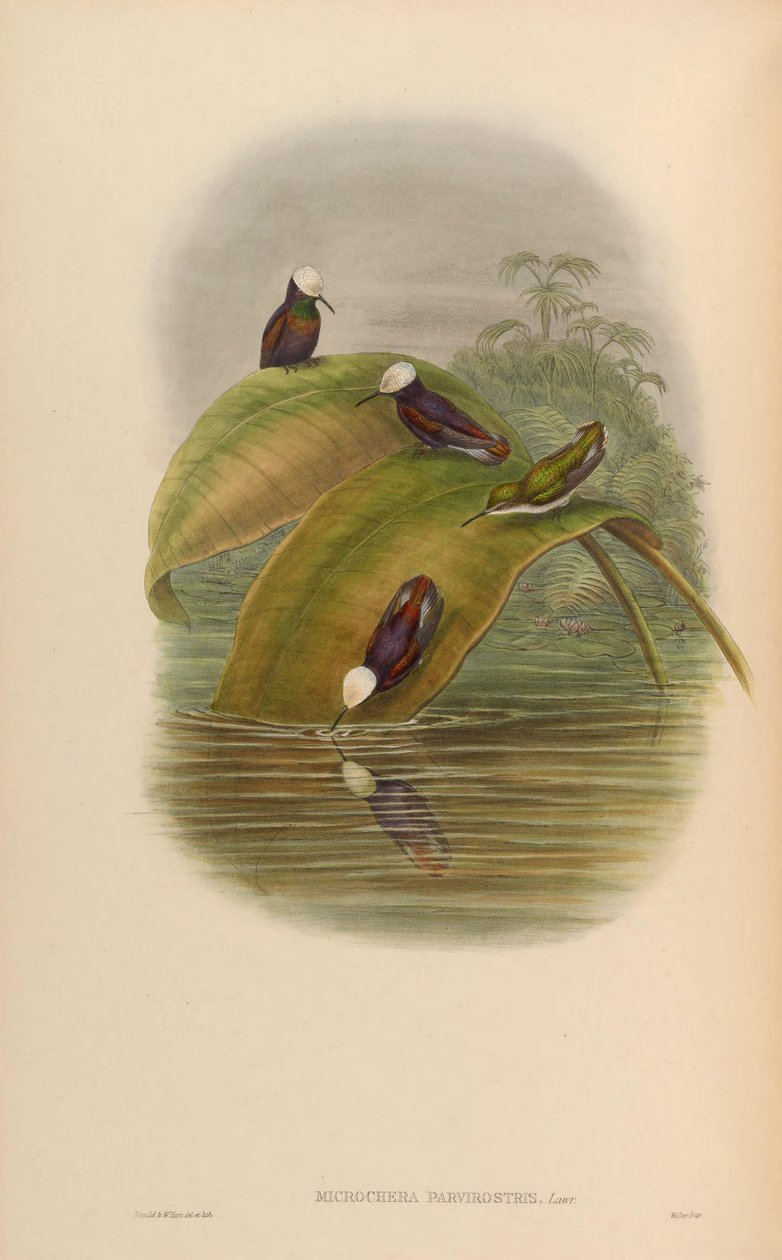 Microchera parvirostris = Microchera albocoronata parvirostris af John Gould