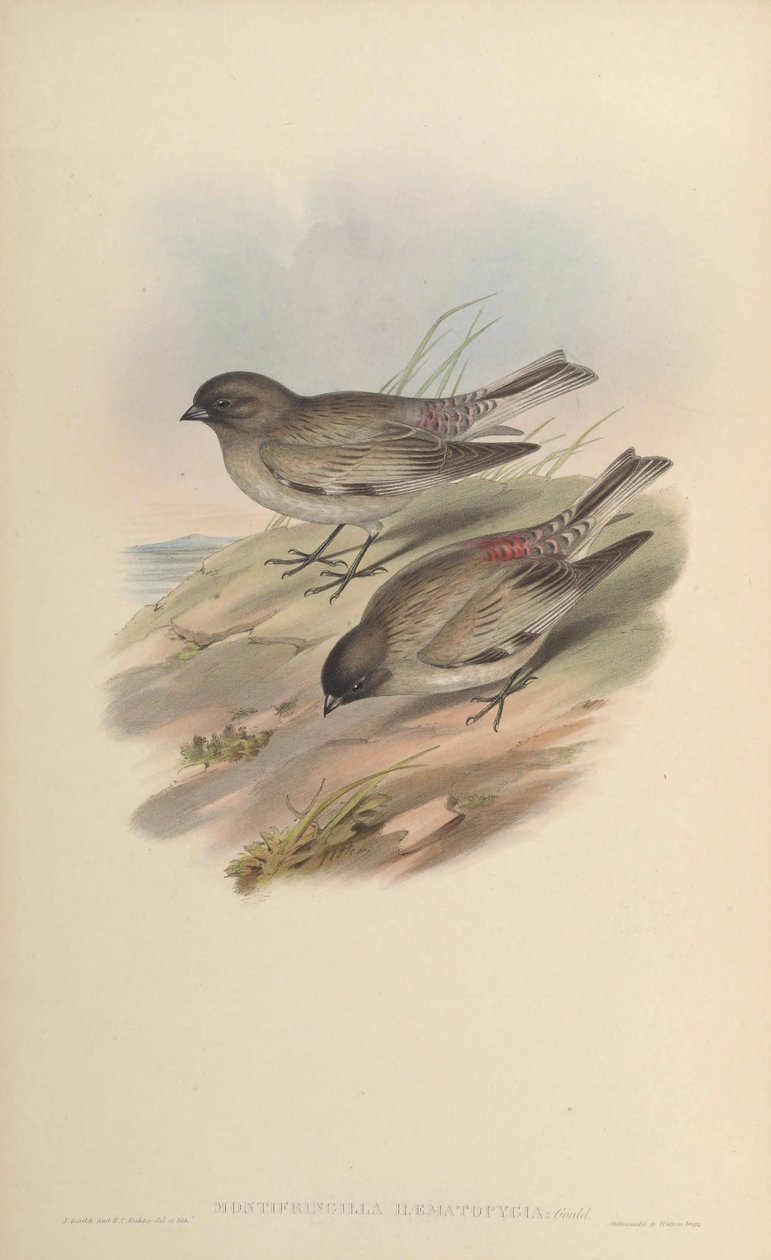 Montifringilla hæmatopygi = Leucosticte brandti hæmatopygi af John Gould