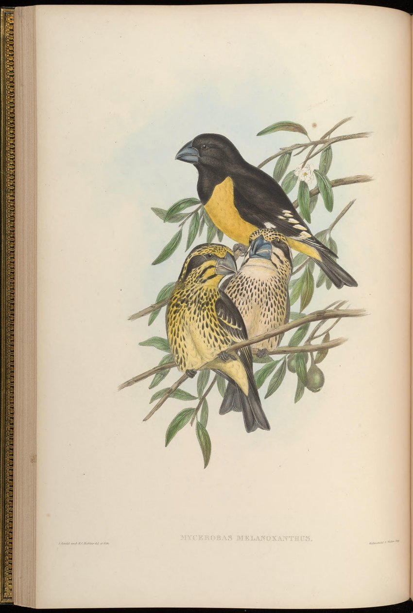 Mycerobas melanozanthos af John Gould