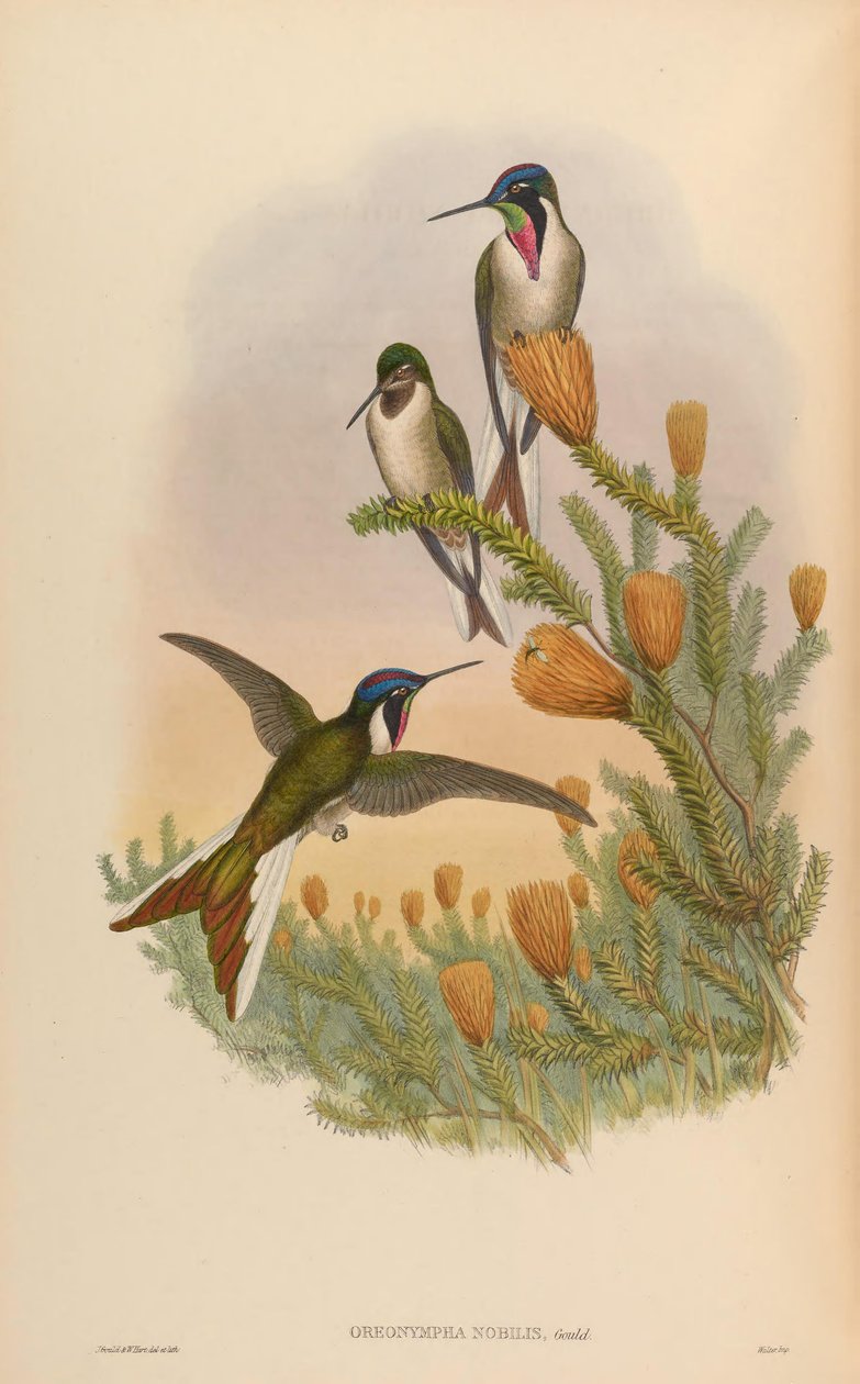 Oreonympha af John Gould
