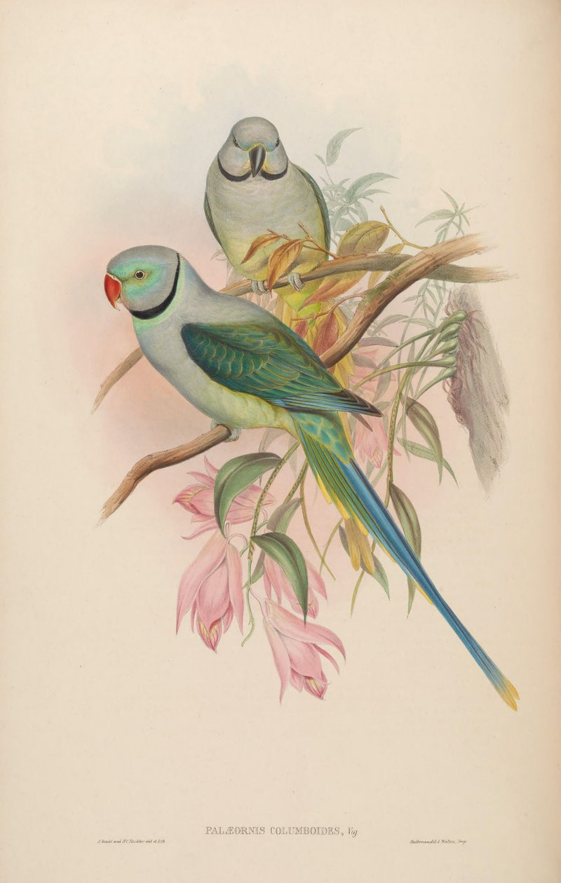 Palaeornis columboides = Psittacula columboides af John Gould