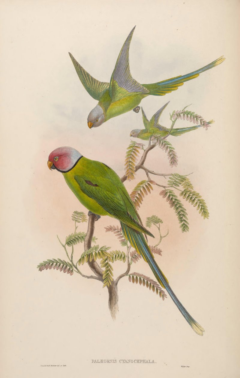 Palaeornis cyanocephalus = Psittacula cyanocephala[2] af John Gould