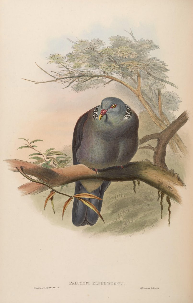 Palumbus elphinstonei = Columba elphinstonii af John Gould