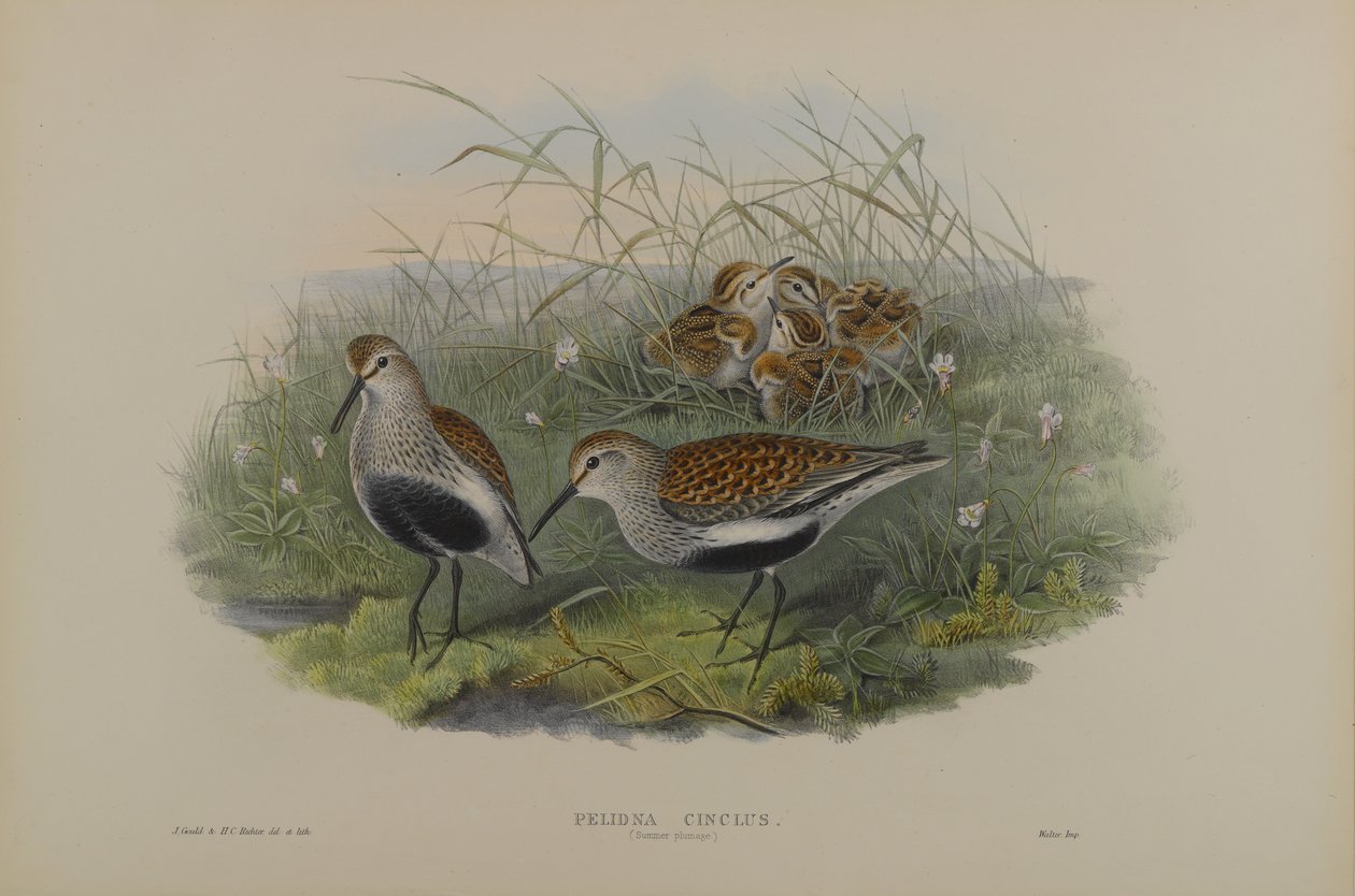 Pelinda Cinclus, sommerfjerdragt - Dunlin af John Gould