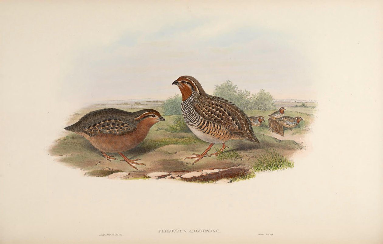 Perdicula argoondah af John Gould