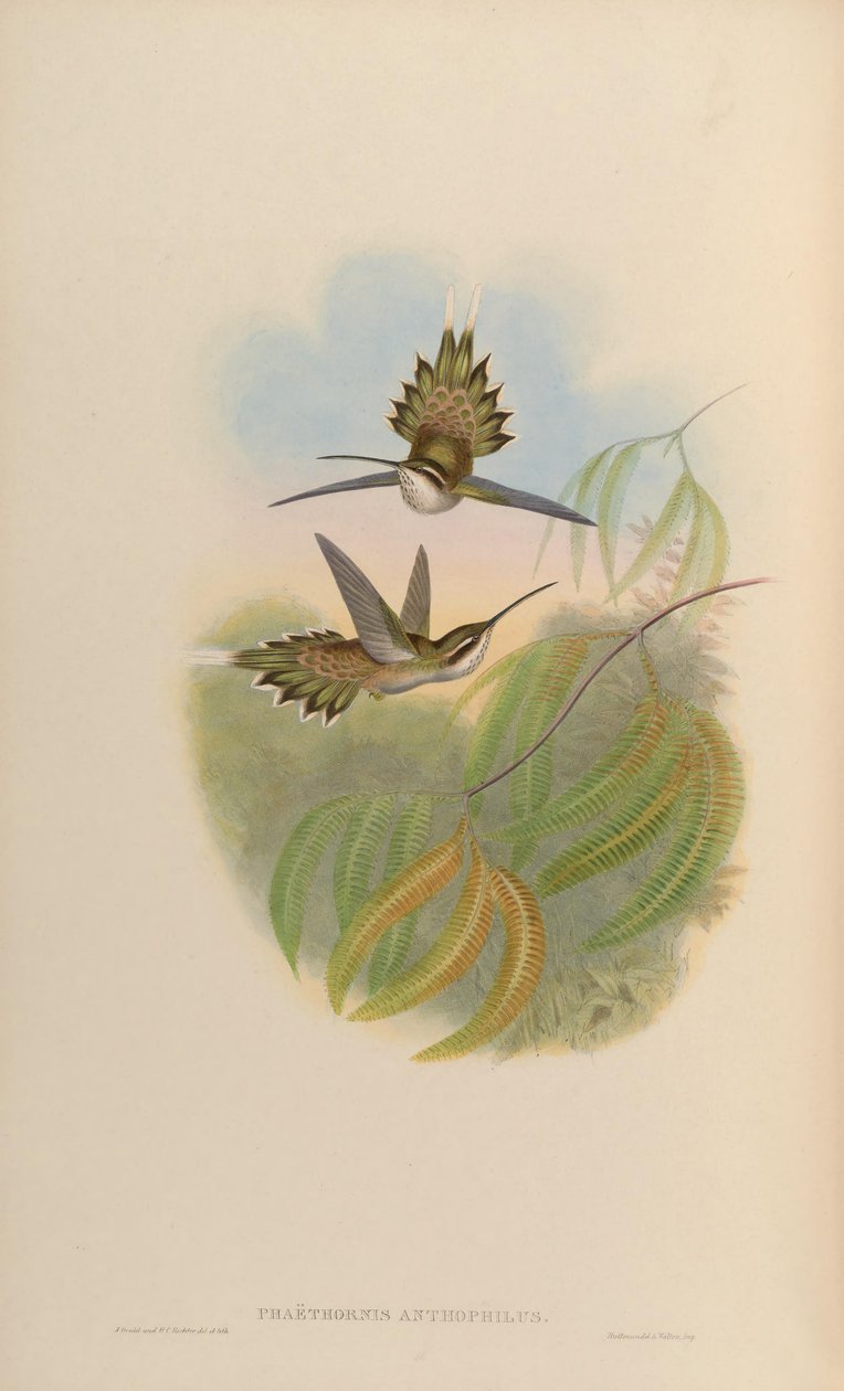 Phaethornis anthophilus af John Gould
